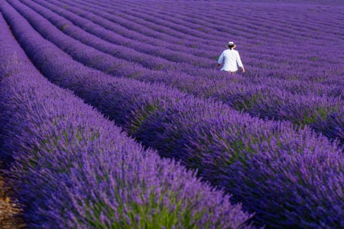Personne se promenant dans les magnifiques champs de lavande pourpre près de Les Salles sur Verdon, France