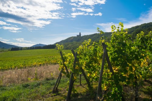 Rangées de vignobles à Dambach-la-Ville avec des champs verdoyants et une tour médiévale au loin