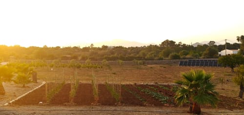 Champs de l'agroturisme Ses Illes au coucher de soleil à Costitx, Espagne avec palmiers et panneaux solaires