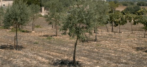 Oliviers dans le paysage rural de la ferme d'agritourisme Ses Illes à Costitx, Espagne
