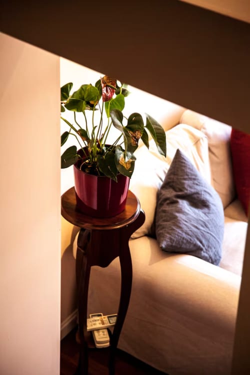 Potted plant with burgundy pot on wooden side table beside beige sofa with pillow in Madrid apartment