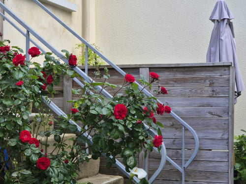 Roses rouges éclatantes en fleur sur la terrasse en bois du Orval Et Sens, appartement d'Orvault avec balustrades bleues et parapluie