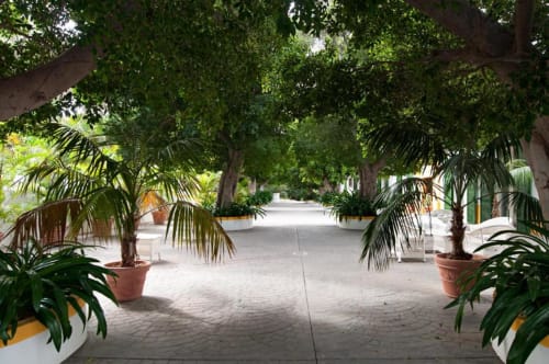 Pasillo sombreado del patio del hotel Cortijo San Ignacio con palmeras y vegetación exuberante en El Cortijo, España