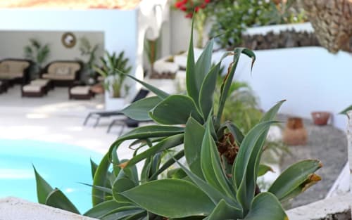 Planta verde junto a la piscina del hotel Cortijo San Ignacio con tumbonas y arquitectura blanca de fondo