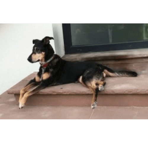 Chien noir et feu se relaxant sur la terrasse du Petit Havre de Joy, gîte accueillant les animaux à Dambach-la-Ville