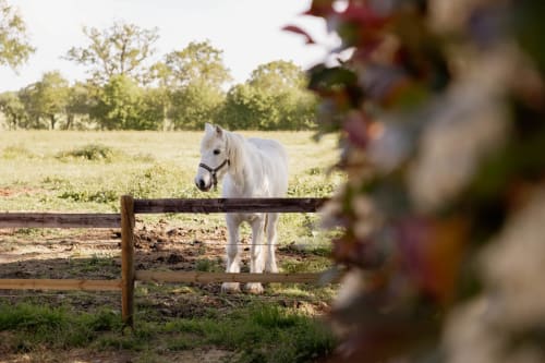 White pony at pasture fence with green fields and trees at Manoir de la Nogrie cottage in Val d'Izé, France