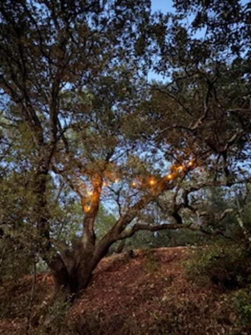 Ancien olivier illuminé au crépuscule dans le jardin du Lou Paradou Lodge, Grillon France
