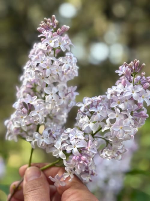 Délicates fleurs de lilas violet s'épanouissant dans le jardin du Lou Paradou Lodge, Grillon