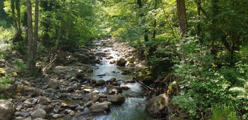 Serene forest stream at Posada La Colodra in Los Tojos, surrounded by lush green trees and moss-covered rocks