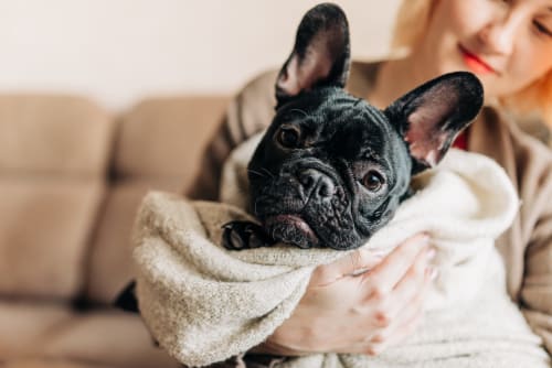 Bouledogue français noir enveloppé dans une couverture crème avec une personne à l'hôtel Zoppas Aix Les Bains
