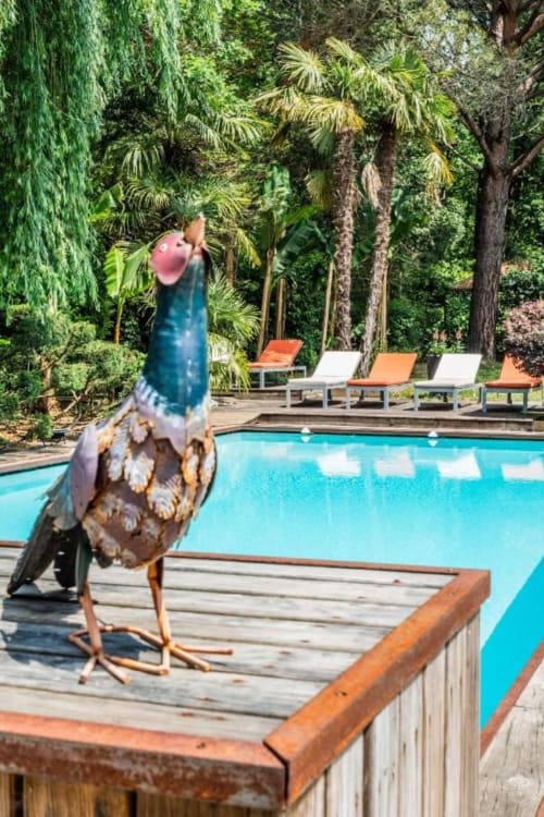 Coq coloré sur la terrasse en bois dominant la piscine turquoise de l'hôtel Le Moulin De Lassalle à Linxe avec transats