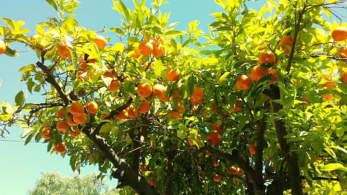 Orangers aux fruits mûrs et feuillage verdoyant à Kimi Résidence, Cannes