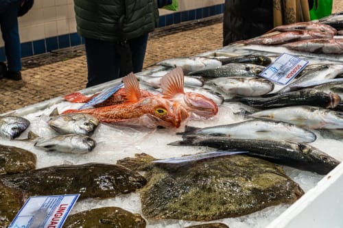 Fresh fish display at EcoHost market in Perafita, Portugal featuring various seafood with pricing labels