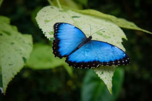 Mariposa azul morpho vibrante descansando en hoja verde en Fauna Lodge, Península de Osa, Costa Rica