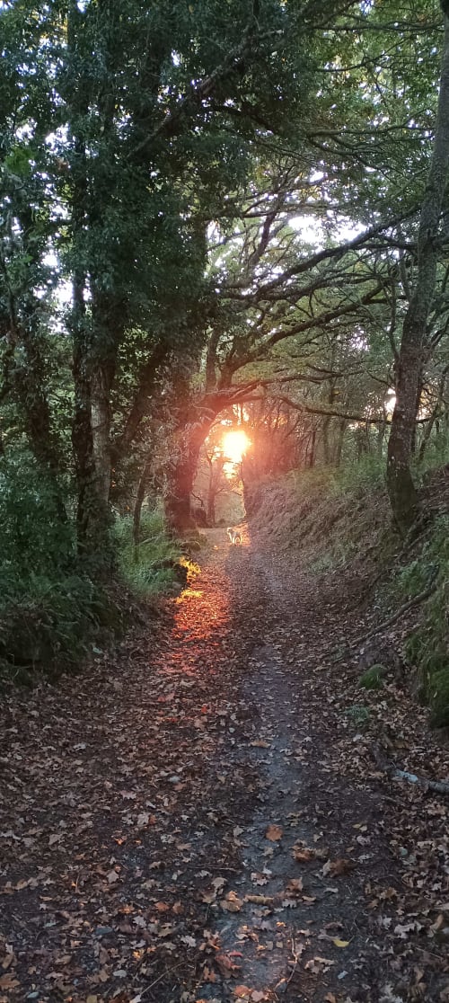 Camino forestal al atardecer entre árboles en Aldea Rural Santo André, Galicia