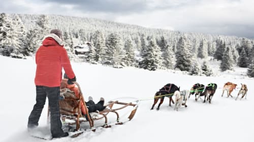Dog sled musher in red jacket leading team across snowy landscape with alpine forest, Notre Dame de Bellecombe