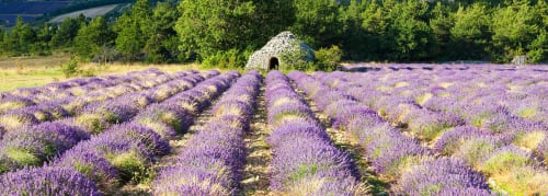 Champs de lavande violets avec bâtiment en pierre près de l'Hôtel Restaurant Le Verdon, Les Salles sur Verdon