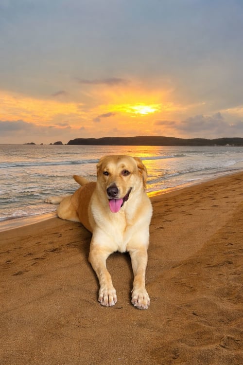 Labrador dorado en playa arenosa al atardecer, Punta Perula, Jalisco México