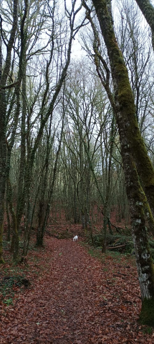 Árboles cubiertos de musgo bordeando una senda forestal con hojas caídas en Aldea Rural Santo André, Ourense