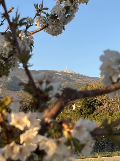 Des branches fleuries blanches encadrent la vue sur la colline de Bédoin avec sa chapelle, vue depuis la maison d'hôtes La Maison Gerval