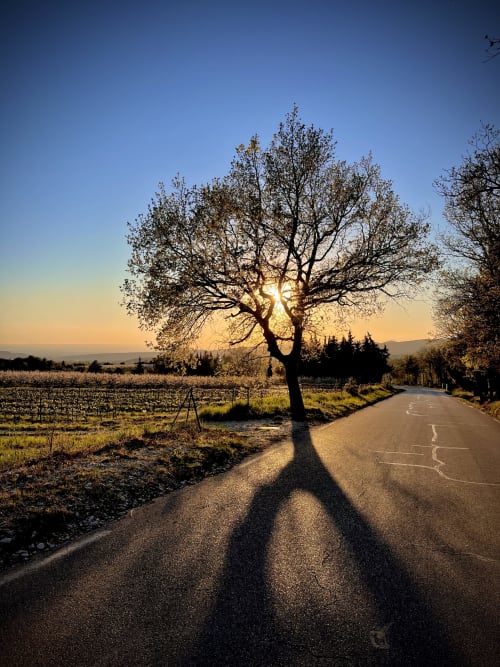 Arbre au coucher de soleil projetant son ombre sur la route rurale près de La Maison Gerval à Bédoin, France