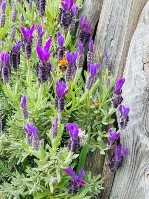 Bumblebee on vibrant purple lavender flowers at Postwood Gardens Campsite in Kentisbeare