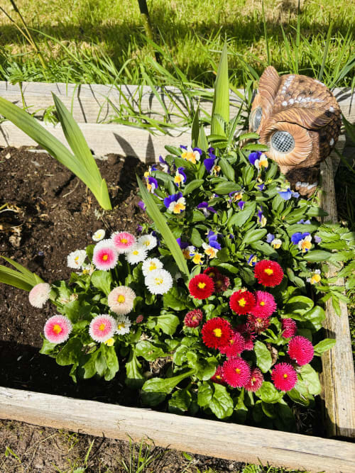 Colorful gerberas and pansies in a raised garden bed at Postwood Gardens Campsite, Kentisbeare with decorative owl ornament