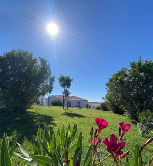 Sunny countryside view of Monte da Morena with white buildings, manicured lawn, red flowers, and palm trees in Serpa,