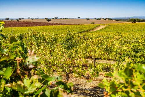 Expansive vineyards at Monte da Morena in Serpa, Portugal, with rolling countryside and scattered trees under clear skies