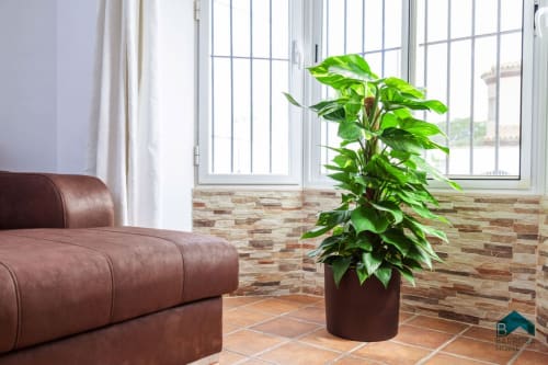 Moderna sala de estar en Barrosa Home con sofá burdeos, baldosas de barro, pared de ladrillo y planta exuberante junto a ventanas