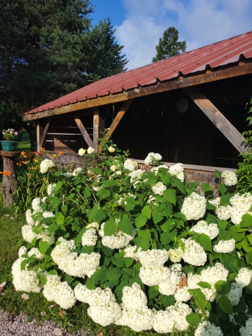 White hydrangeas blooming in front of rustic wooden cottage with red metal roof at Gîtes les Grandes voies, Le Ménil