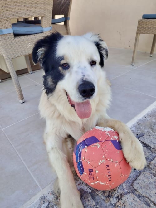 Chien heureux avec un ballon de football à O Patio du Mas B&B à Callas, France
