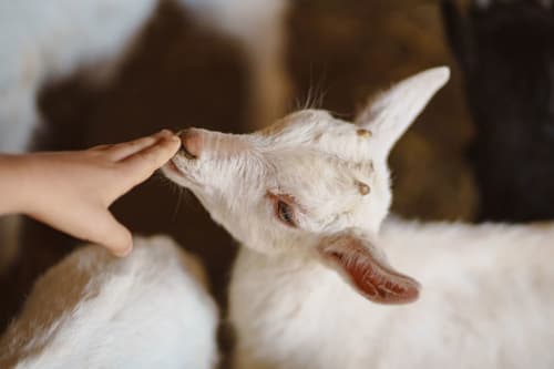 Hand streichelt weiße Ziege auf dem Bauernhof Kmetija Pečnik in Prevalje, Slowenien