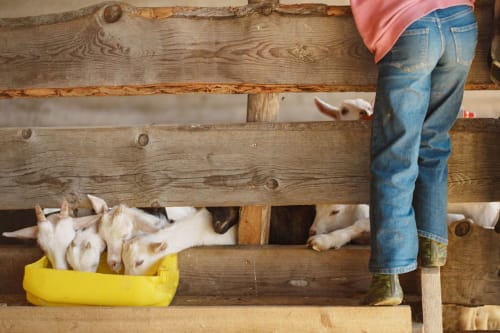 Gast füttert Ziegen auf dem Bauernhof Kmetija Pečnik in Prevalje, Slowenien - interaktives Farmerlebnis auf diesem Landhaus