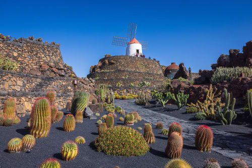 Tahiche windmill surrounded by colorful cacti and volcanic rock ruins under clear blue sky