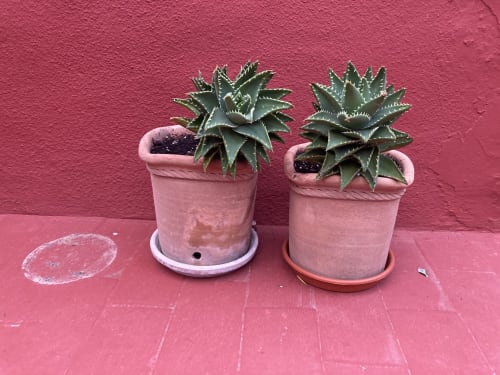 Two succulents in pink pots on bright pink surface at Casa Gallinera vacation home, Alicante
