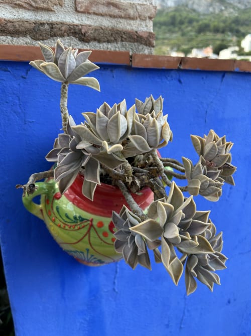 Potted succulents with pale leaves on decorative green and red planter against bright blue wall at Casa Gallinera, Alicante
