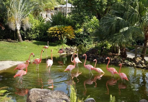 Pink flamingos wading in a pond at ILMO Conciergerie hotel in Le Gosier, surrounded by tropical plants and lush gardens