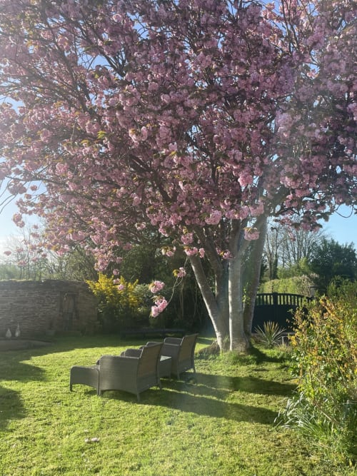 Cerisier rose en fleur avec deux chaises en rotin sur une pelouse verdoyante au jardin du domaine de Marculfo à Saint-Marcouf