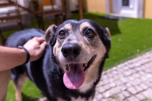 Cão sênior feliz com focinho grisalho e língua rosa no jardim EcoHost, hospedagem pet-friendly em Portugal