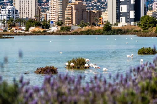 Flamencos en la laguna de Calpe con flores púrpuras y horizonte costero con Hotel Boutique Galeon
