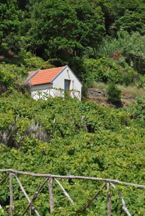 Vila branca com telhado em barro, envolvida por uma vegetação luxuriante na Casa Estrelícia-Dourada Garcês, São Vicente