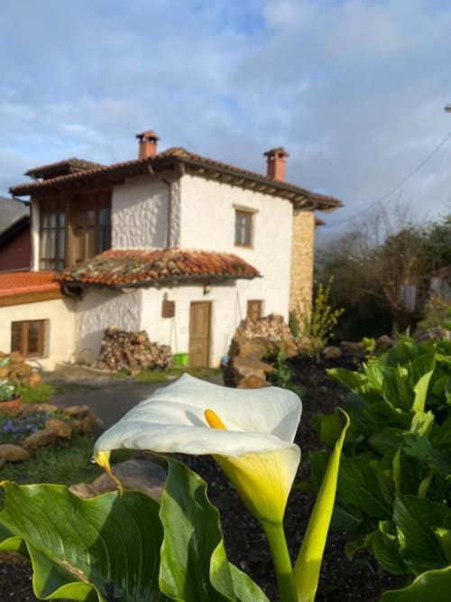 Lirio cala blanco floreciendo frente a Casa Aldea L'Ayalga, una encantadora casa rural en Infiesto, España