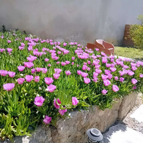 Jardin de tulipes rose vif au gîte Chez Laure & Marc B&B à Plaissan, vue sur la terrasse et murs en pierre grise