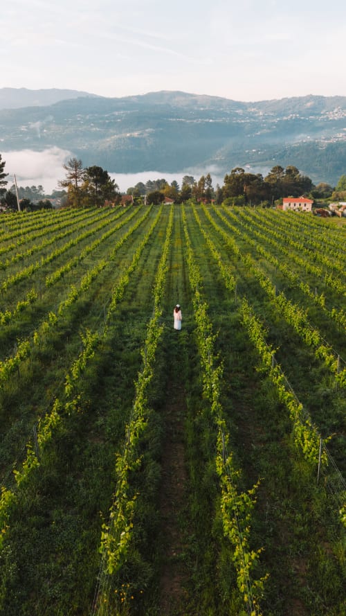 Person in white dress walking through lush green vineyard rows with misty mountains and red-roofed house in background, São