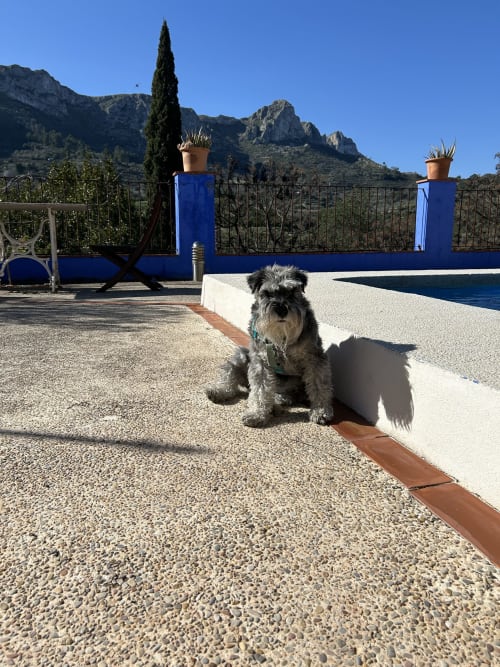 Perro Schnauzer en la terraza del hotel rural Casa Gallinera, Alicante, con vistas a las montañas y piscina azul