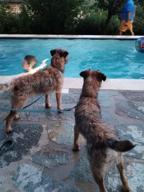 Due cani che si divertono a bordo piscina in una villa pet-friendly nel sud della Francia con bambini che nuotano sullo sfondo