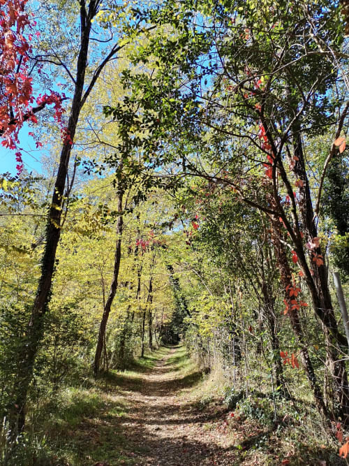 Sentiero boschivo circondato da alberi in autunno, gîtes Mes Maisons, sud della Francia