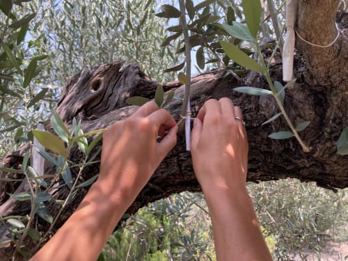 Hands harvesting olives from an ancient tree at Casa Gallinera in Alicante, Spain