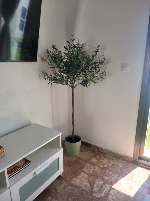Sala de estar de apartamento moderno con olivo en maceta, mueble blanco para TV y piso de baldosas de terracota en Apartamentos A la